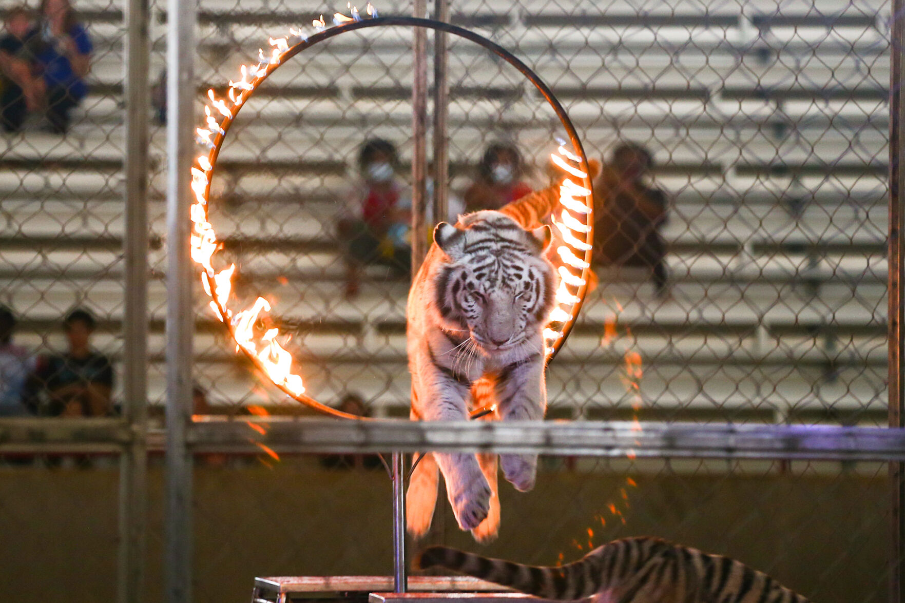 Carden Circus
